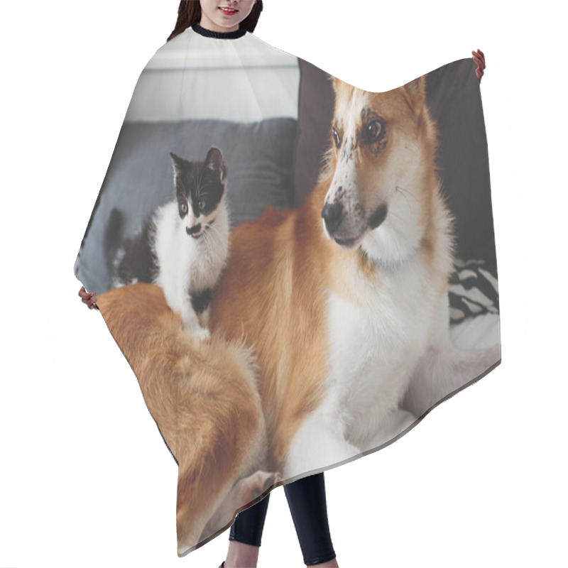 Personality  Cute Little Kitty Sitting On Big Golden Dog On Bed With Pillows In Stylish Room. Adorable Black And White Kitten And Puppy With Funny Emotions Playing Together On Blanket. Best Friends Hair Cutting Cape