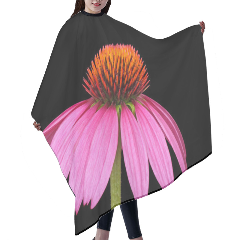 Personality  Purple Coneflower, Echinacea Hair Cutting Cape