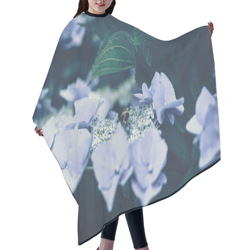 Personality  Wild Bee On The Blossoming Hydrangea Flowers.  Hair Cutting Cape