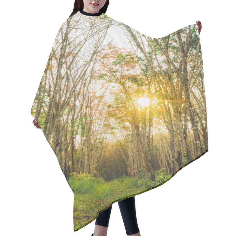 Personality  Green Tropical Forest In Bright Sunlight Hair Cutting Cape