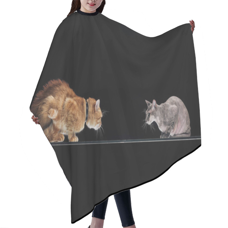 Personality  Domestic Ginger Cat And Sphynx Cat Looking At Each Other Isolated On Black Hair Cutting Cape