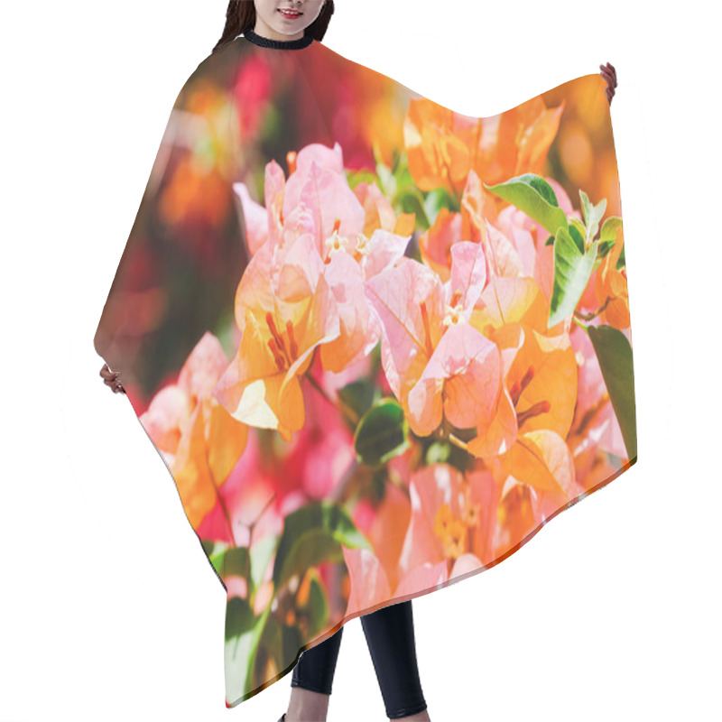 Personality  Flowering Bougainvillea  Hair Cutting Cape