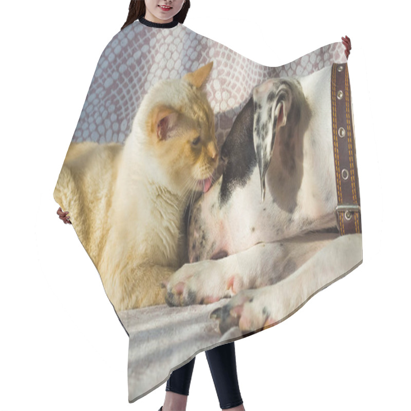 Personality  English Pointer And The Cat Lie On The Couch On A Sunny Day Hair Cutting Cape