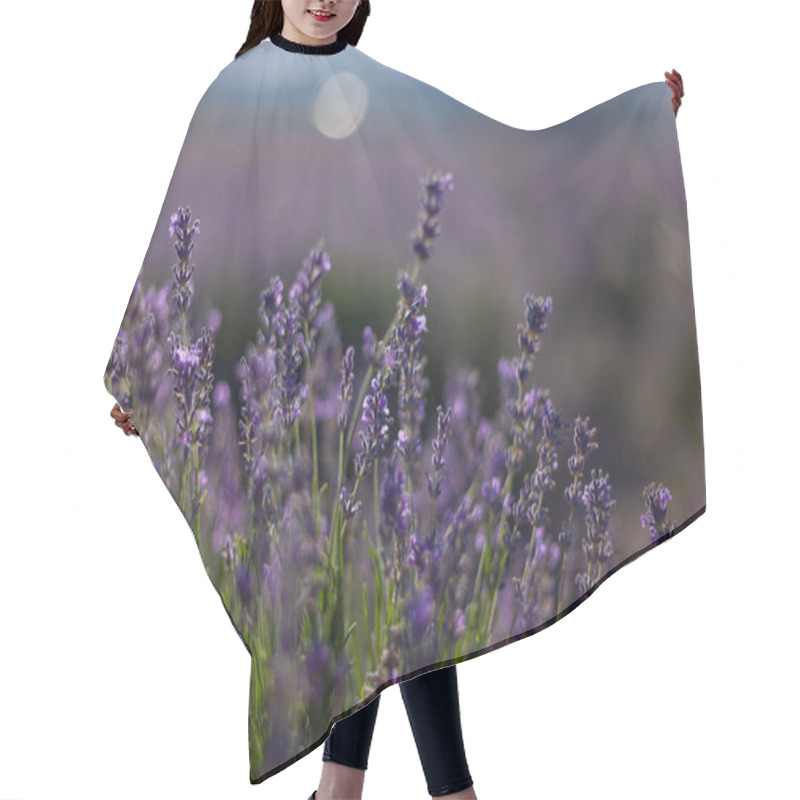 Personality  Fields Of Blooming Lavender In The Central Crimea Hair Cutting Cape