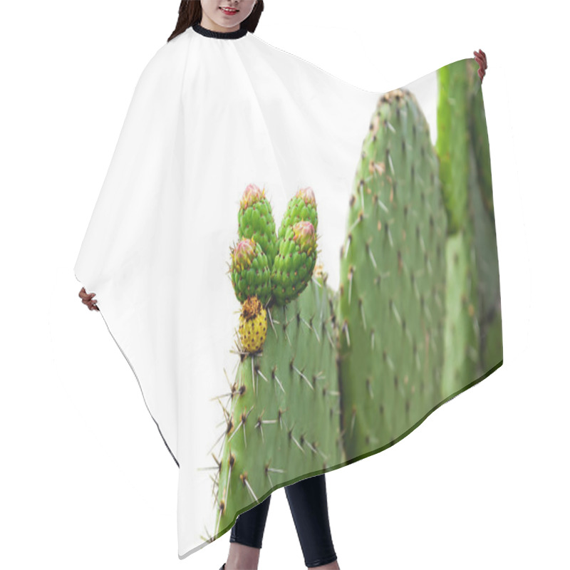 Personality  Prickly Pear Cactus Isolated On White Background Hair Cutting Cape