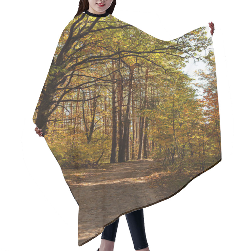 Personality  scenic autumnal forest with wooden trunks and path in sunlight hair cutting cape