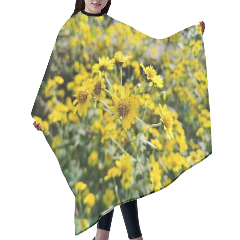 Personality  Mini Yellow Chrysanthemum Flowers Beside The Pond,swaying In The Wind. Blurred Background With Yellow Chrysanthemum Flower. Hair Cutting Cape