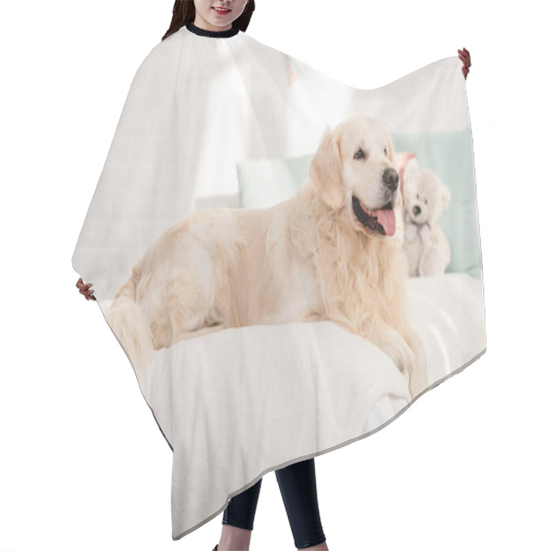 Personality  Golden Retriever Dog Lying On Bed In Children Room Hair Cutting Cape