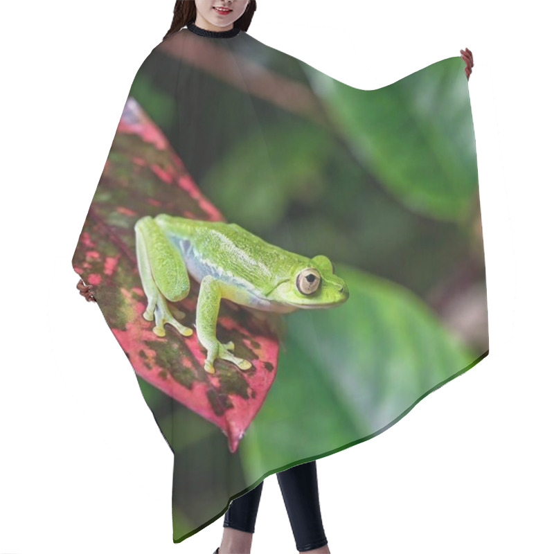 Personality  Macro Shot Of A Green Frog In A Misty Rainforest Setting Hair Cutting Cape