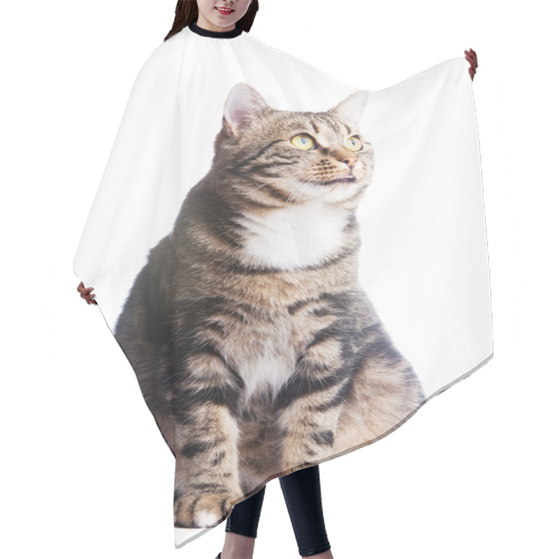 Personality  European Cat In Front On A White Background With Tongue Out Hair Cutting Cape