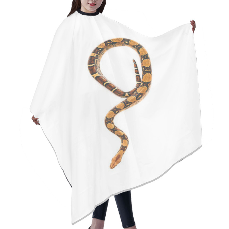 Personality  Top View Of Twisted Python Snake Isolated On White Hair Cutting Cape