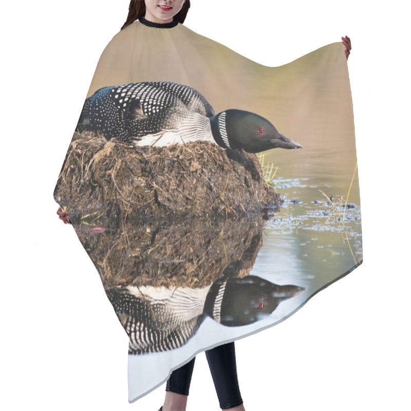 Personality  Loon Nesting On Its Nest With Marsh Grasses, Mud And Water By The Lake Shore In Its Environment And Habitat Displaying Red Eye, Black And White Feather Plumage, Greenish Neck With Body Reflection. Loon Nest Image. Loon In Wetland. Loon On Lake. Hair Cutting Cape