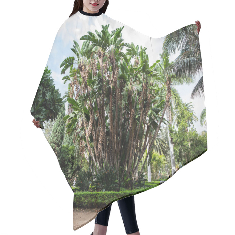 Personality  Malaga, Spain - November 17, 2024: Green Tropical Garden With Exotic Vegetation In Malaga Park, Spain. Hair Cutting Cape