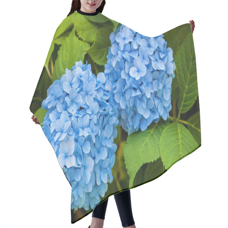 Personality  Blue Hydrangea Flowers Balls Close-up On A Background Of Green Leaves Hair Cutting Cape