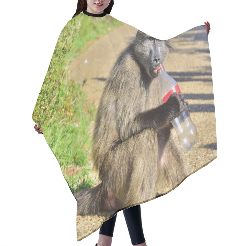 Personality  Baboon With Bottle. The Chacma Baboon (Papio Ursinus), Also Known As The Cape Baboon. Hair Cutting Cape