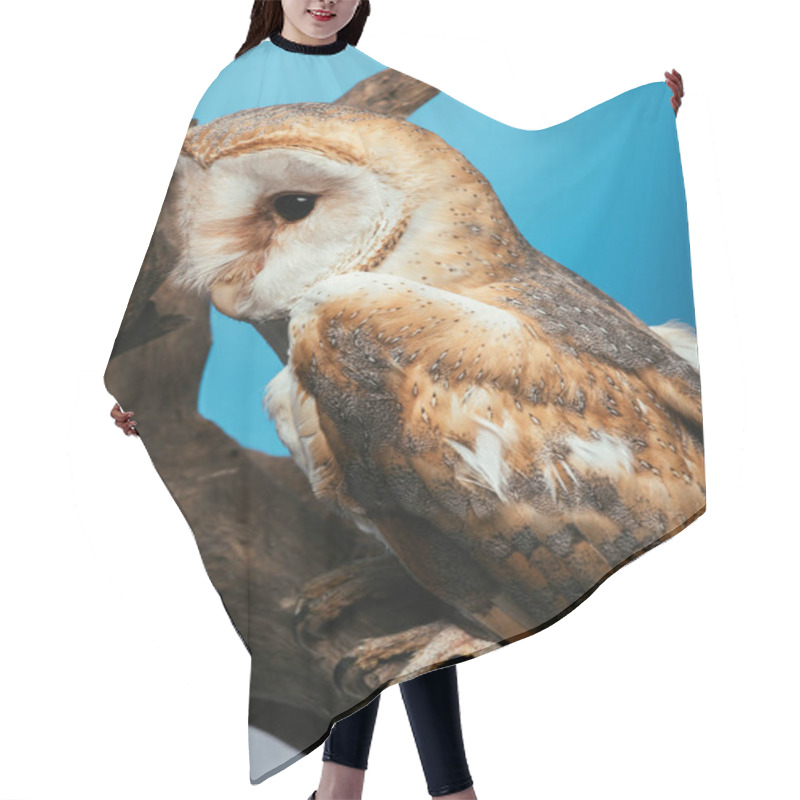 Personality  Fluffy Wild Barn Owl Sitting On Wooden Branch Isolated On Blue Hair Cutting Cape