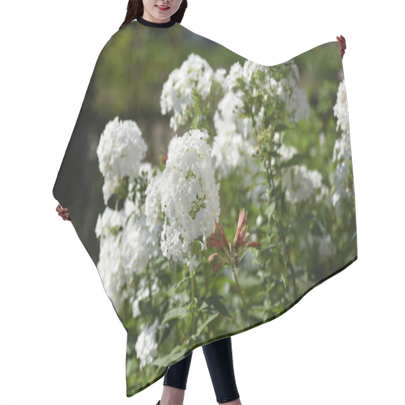 Personality  Phlox Paniculata White Flowers. Polemoniaceae Perennial Plant. Hair Cutting Cape