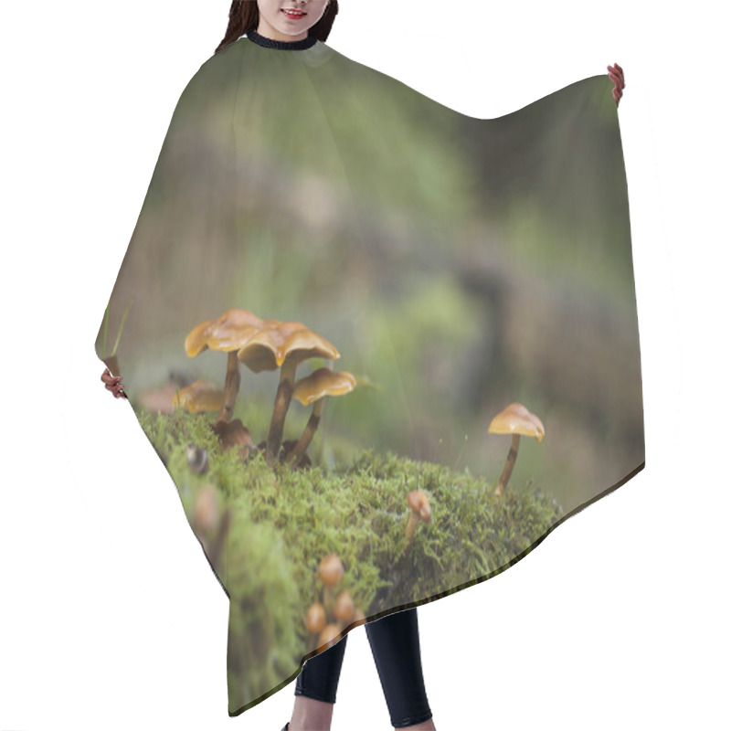 Personality  Family Of Mushroom Growing On The Forest Moss  Hair Cutting Cape