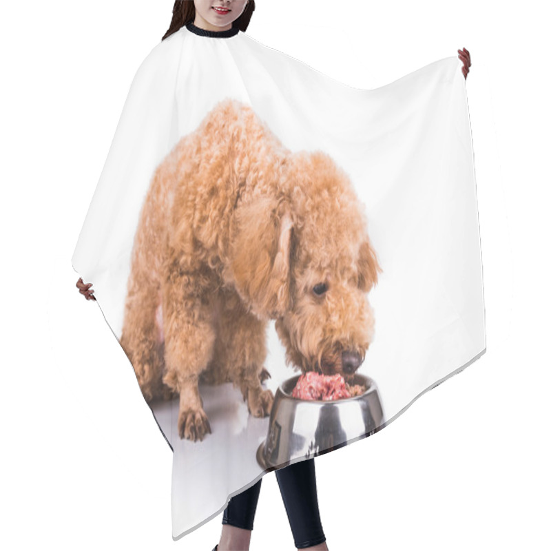 Personality  Poodle Dog Enjoying Her Nutritious And Delicious Raw Meat Meal Hair Cutting Cape