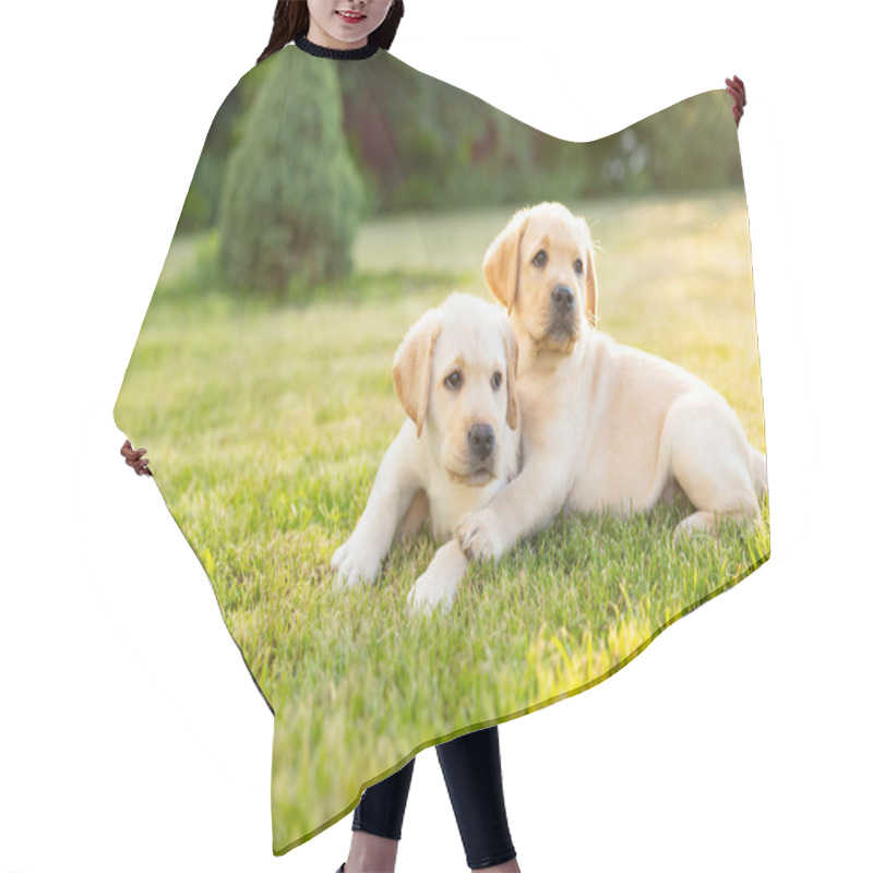 Personality  Portrait Of Two Labrador Retriever Puppies On Grass Outdoor Hair Cutting Cape