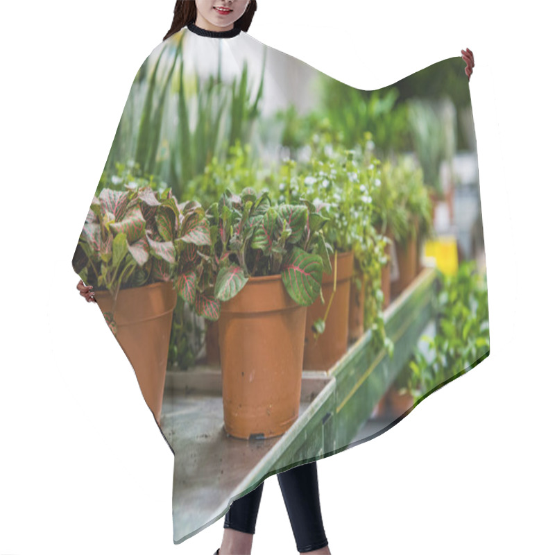 Personality  Coniferous Garden Plants Being Sold In Plant Nursery Hair Cutting Cape