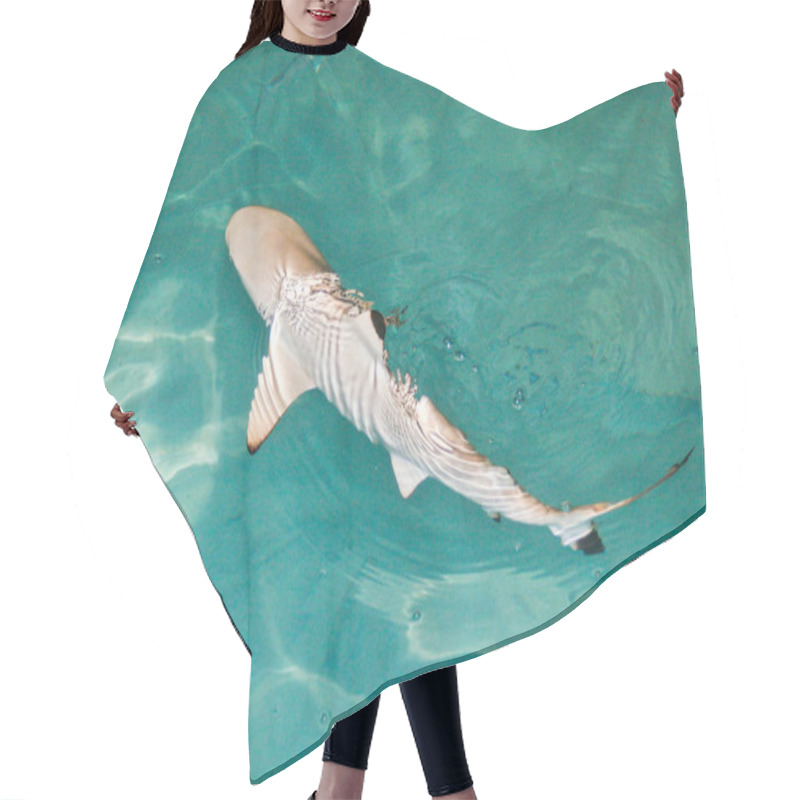 Personality  Marine Life, Shark Fish  Hair Cutting Cape