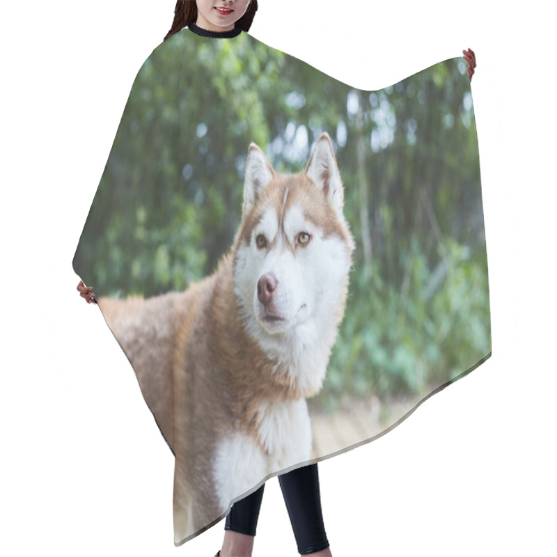 Personality  Dog Kennel With Siberian Husky. Hair Cutting Cape