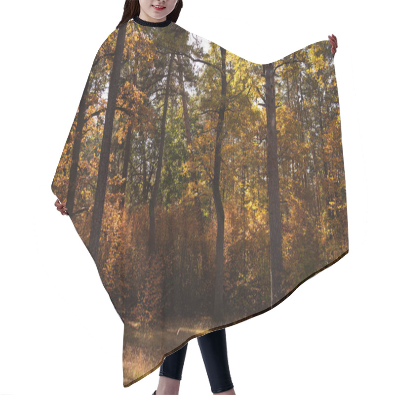 Personality  Scenic Autumnal Forest With Trees In Sunlight Hair Cutting Cape