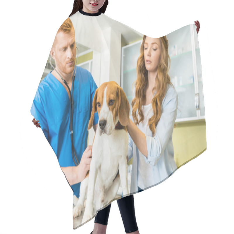 Personality  Doctor Examining Beagle Dog At Clinic Hair Cutting Cape