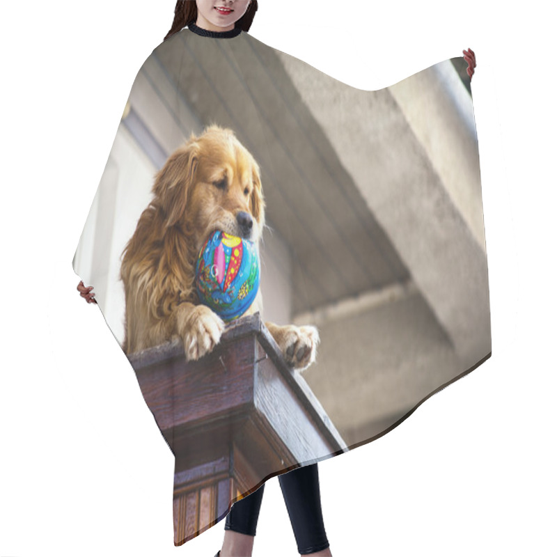 Personality  The Dog On The Balcony Hair Cutting Cape