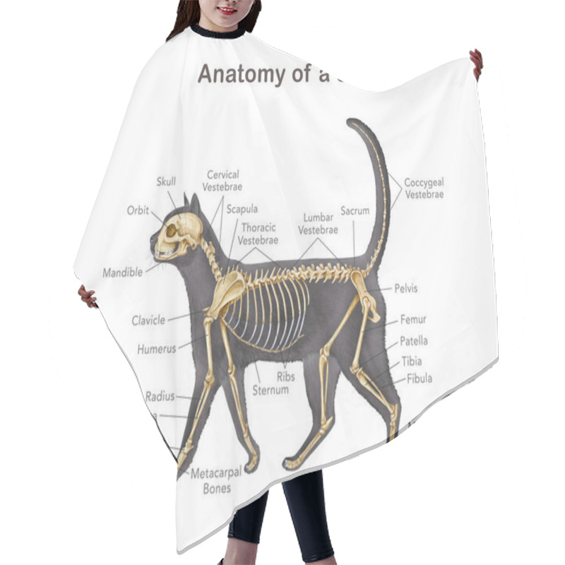 Personality  Cat Skeleton With Body Silhouette. Realistic Detailed Illustration. Feline Inner Anatomy Structure For Studying With Bone Names. Anatomy Of A Cat With Detailed Bones Science Image On White Background. Hair Cutting Cape