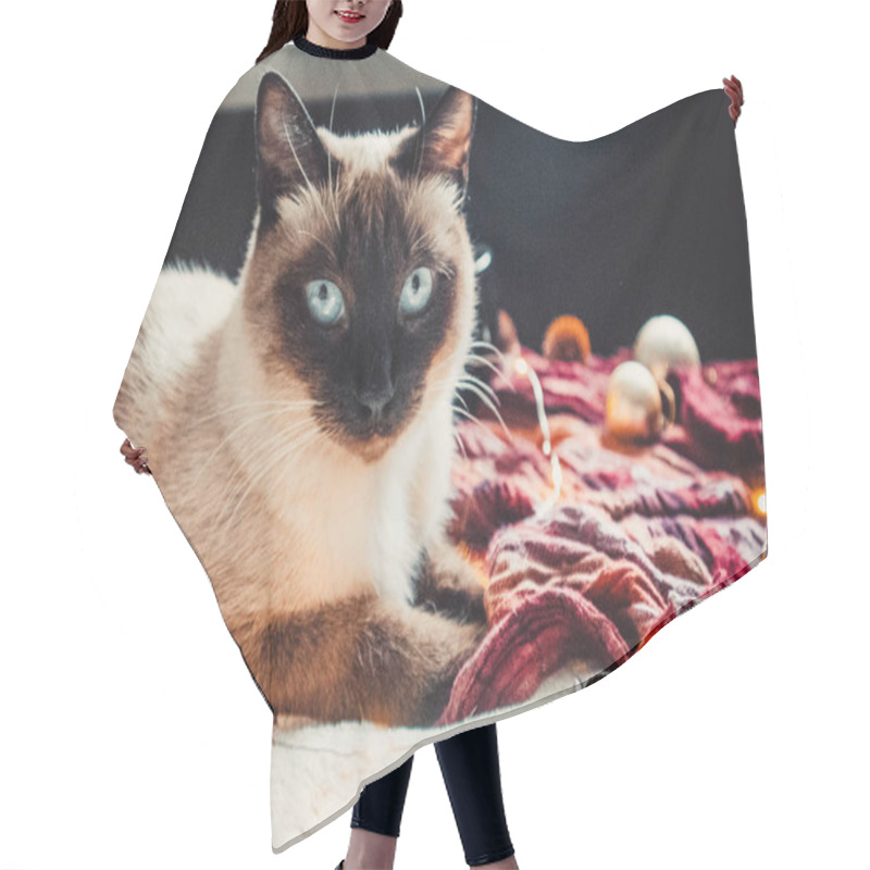 Personality  Siamese Cat On The Background Of A Warm And Soft Plaid With Christmas Decorations Hair Cutting Cape