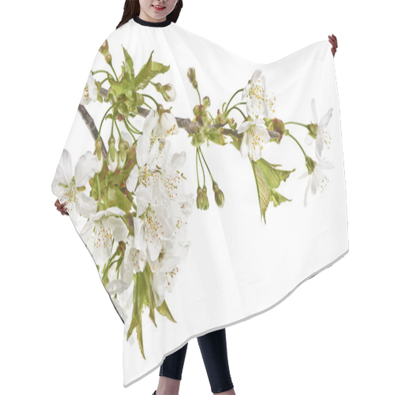 Personality  Cherry Twigs With White Flowers On A White Background. Hair Cutting Cape