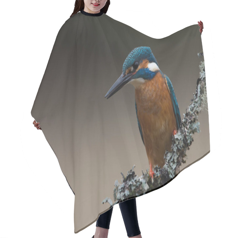 Personality  Kingfisher (Alcedo Atthis) Hair Cutting Cape