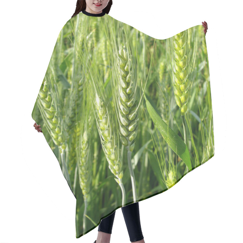 Personality  Green Wheat Plants Hair Cutting Cape