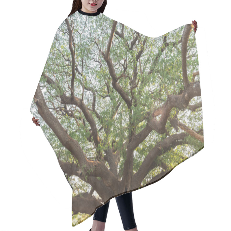 Personality  Giant Tree Hair Cutting Cape