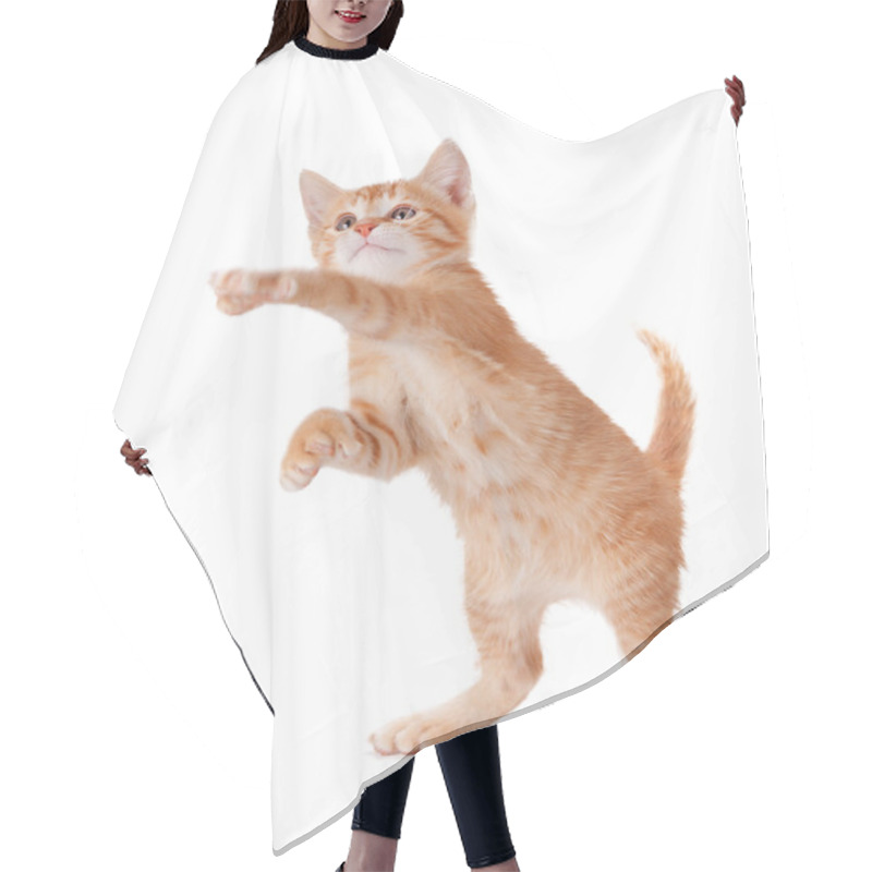 Personality  Cute Kitten Standing And Playing On White. Hair Cutting Cape