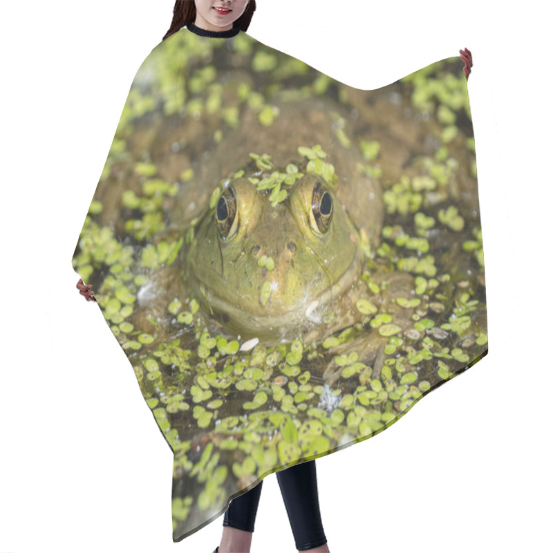 Personality  Bright Green Frog With A Spider Is Hiding In The Lily Pads Hair Cutting Cape