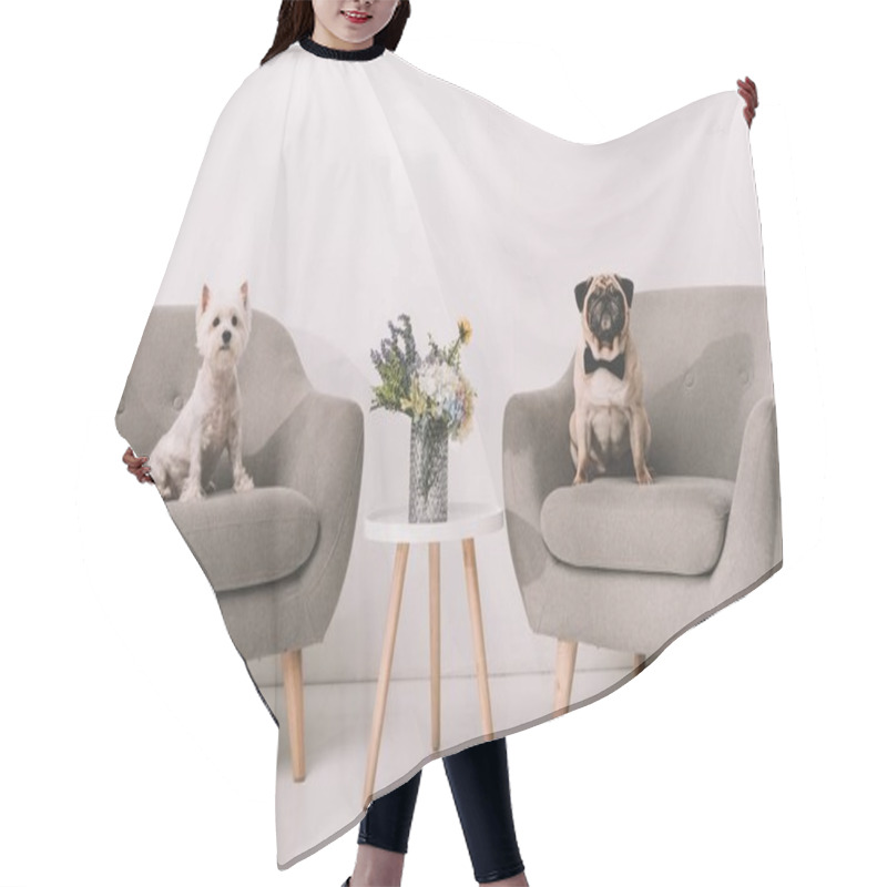 Personality  Dogs On Armchairs Hair Cutting Cape