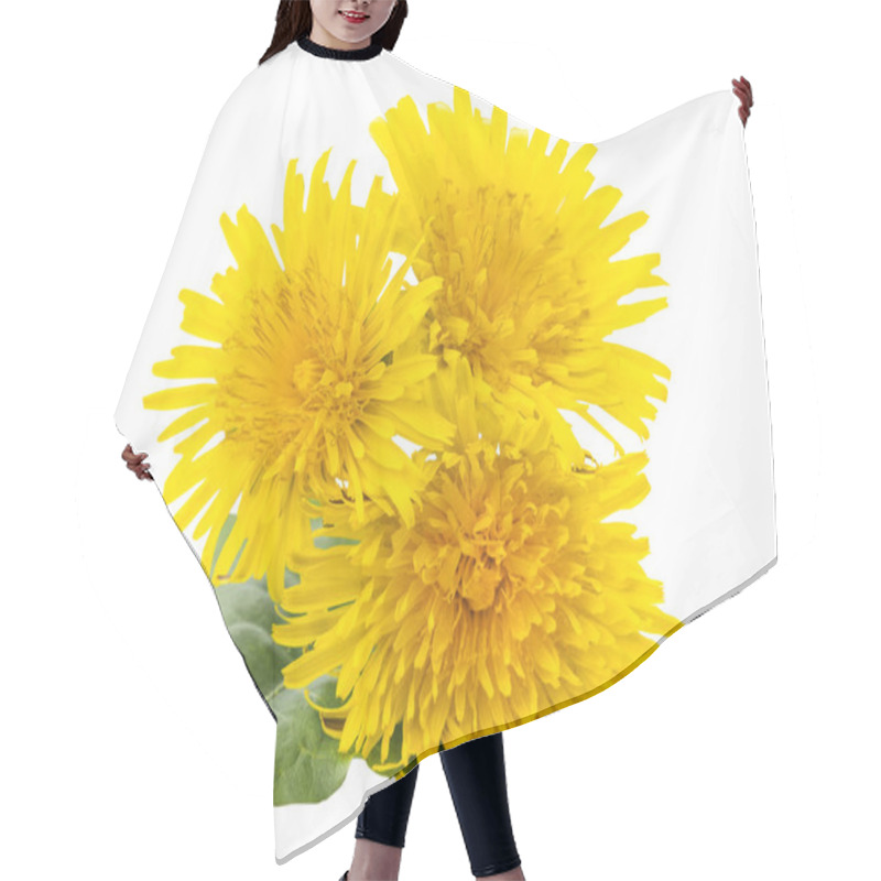 Personality  Bouquet Of Three Yellow Dandelions Close-up Top View. Isolated On White Background. Hair Cutting Cape