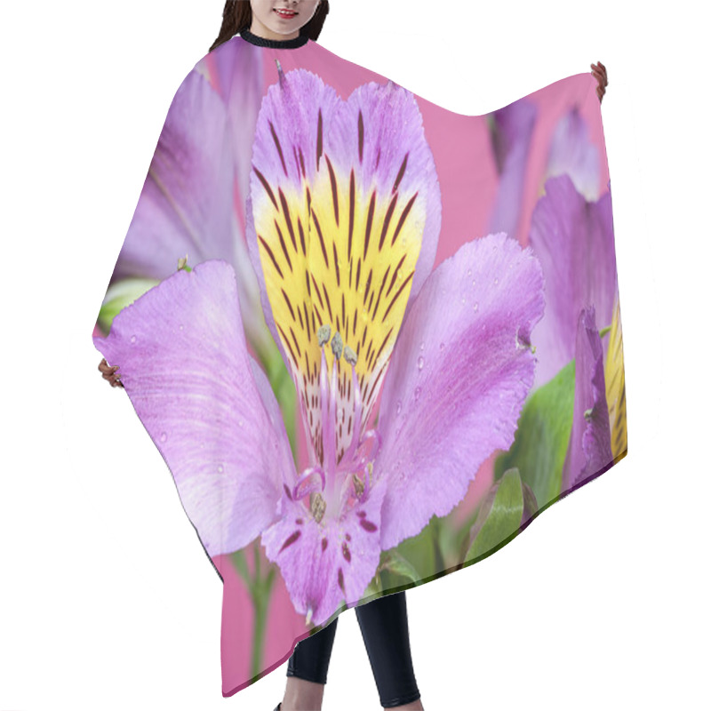 Personality  Vibrant Purple Alstroemeria Navarro Flowers With Yellow And Black Markings, Captured On A Pink Background Hair Cutting Cape