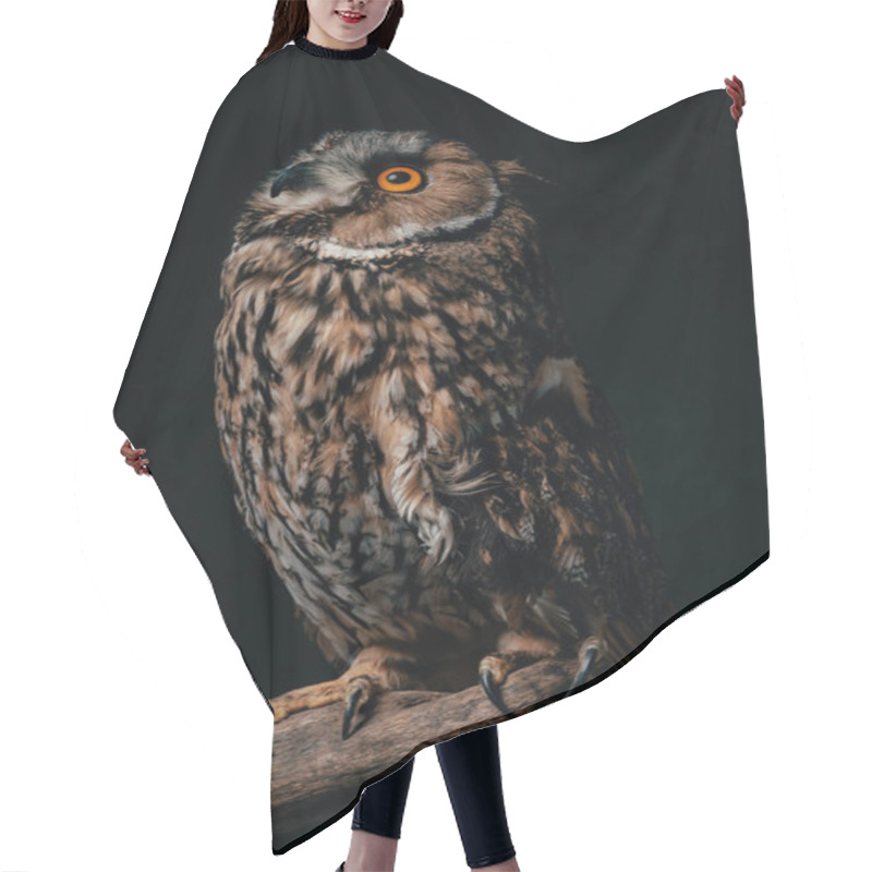 Personality  Wild Owl Sitting In Dark On Wooden Branch Isolated On Black Hair Cutting Cape