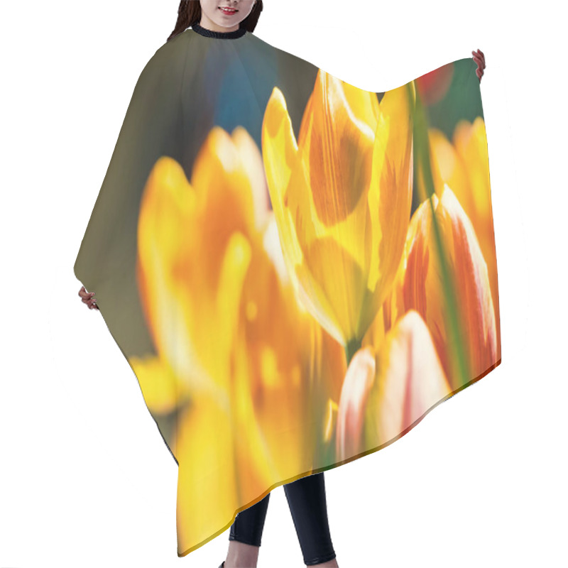 Personality  Yellow And Orange Tulips Blooming Brightly In A Lush Garden Surrounded By Green Leaves, Showcasing The Vibrant Beauty Of Spring. Hair Cutting Cape