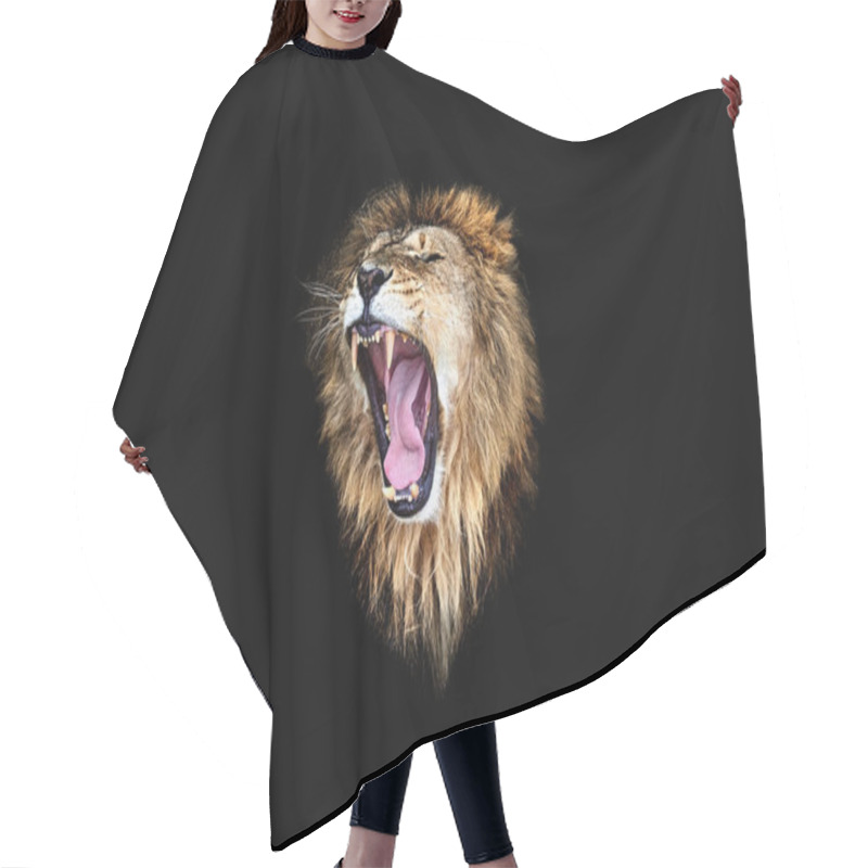 Personality  The Lion Roar, Lion Roar, Lion Portrait Hair Cutting Cape