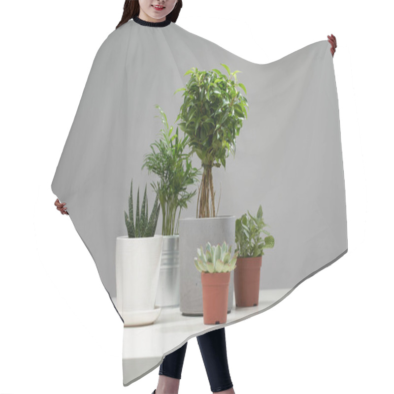 Personality  Several Indoor Plants, Cacti In Pots, Watering Can On Empty Gray Background Hair Cutting Cape