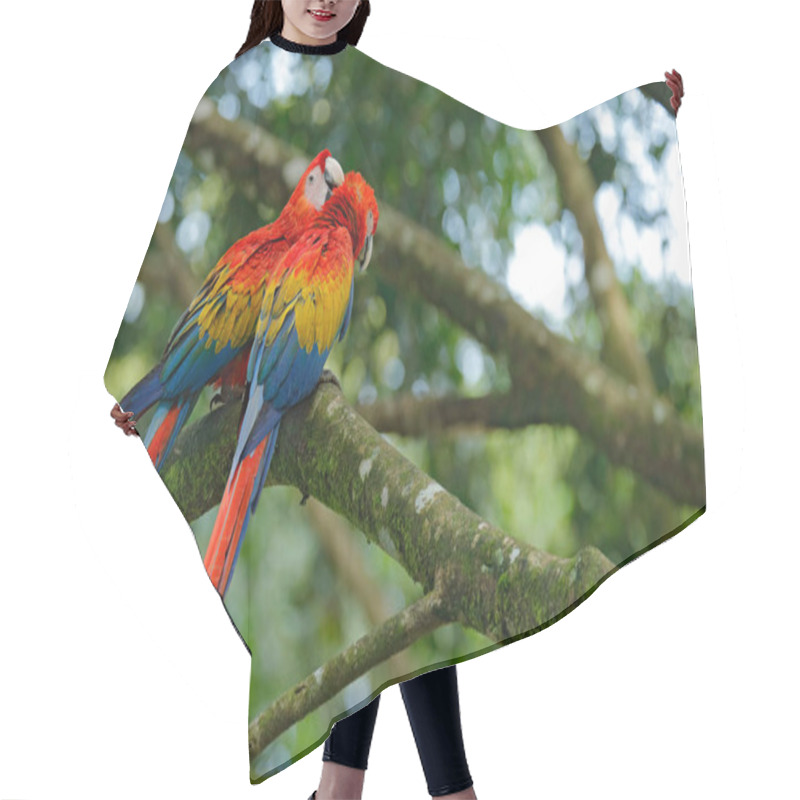 Personality  Beautiful Parrots On Tree Branch Hair Cutting Cape