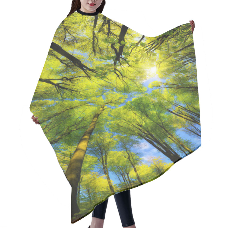 Personality  Majestic Super Wide Angle Upwards View To The Canopy In A Beech Forest With Fresh Green Foliage, Sun Rays And Clear Blue Sky Hair Cutting Cape