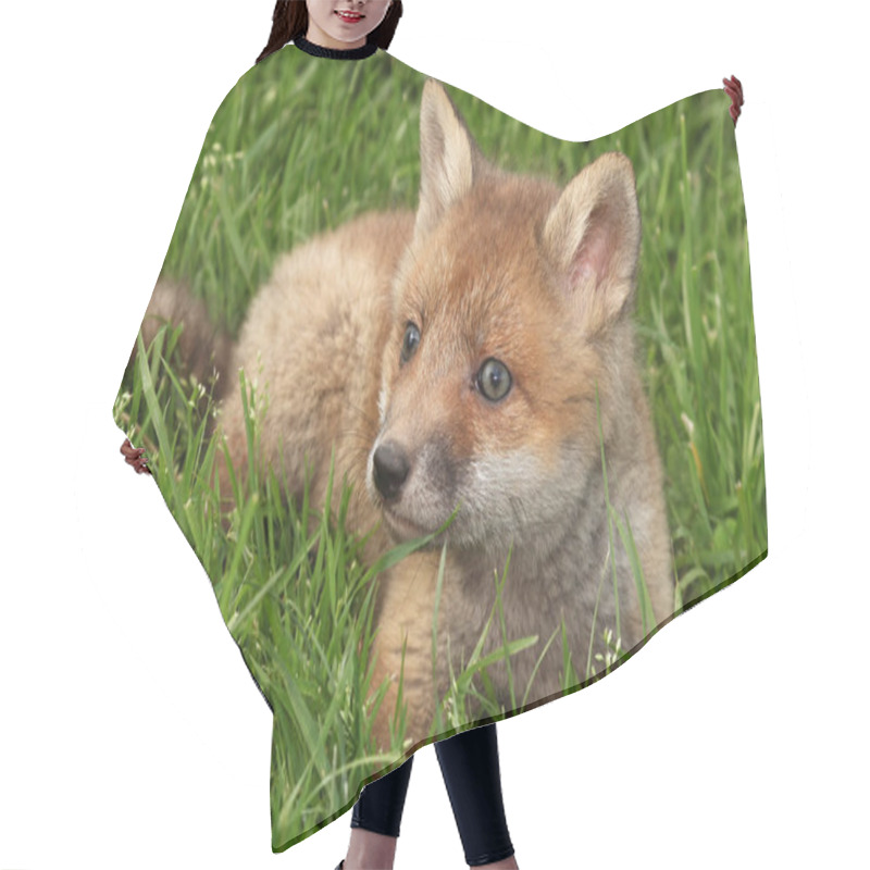 Personality  Little Fox On Grass Hair Cutting Cape