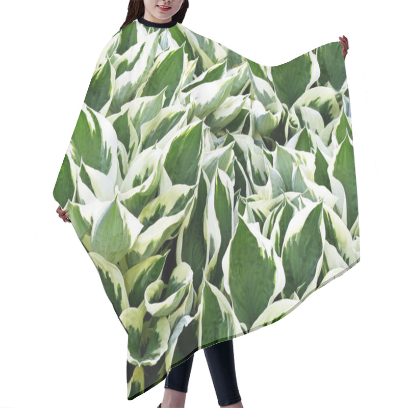 Personality  Variegated Green And White Leaves Of The Hosta Plant - A Garden Favorite Hair Cutting Cape