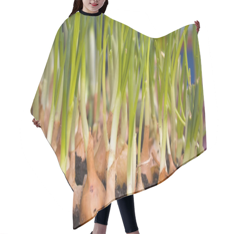 Personality  Onions In The Garden Hair Cutting Cape